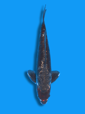 Big Scale Budo Koromo | Koi&Co.